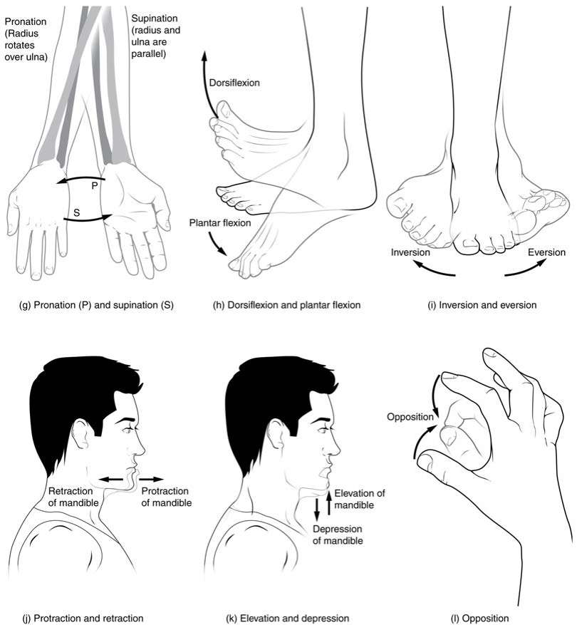 What is plantar flexion and dorsal flexion? How do they differ