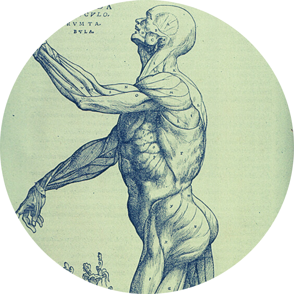MRT1: How a muscle can be – Picture 1
