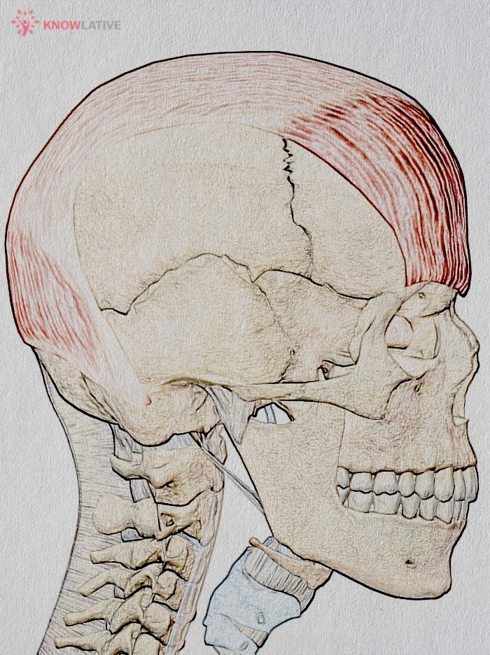 Galea aponeurótica (aponeurosis epicraneal) – Imagen 1