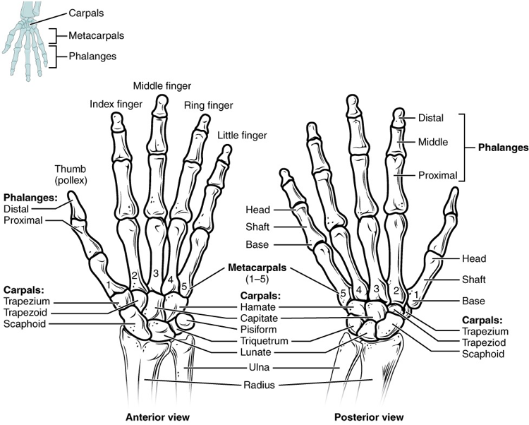 Middle Finger Muscles Middle Phalanx of Middle Finger – Hand - Knowlative