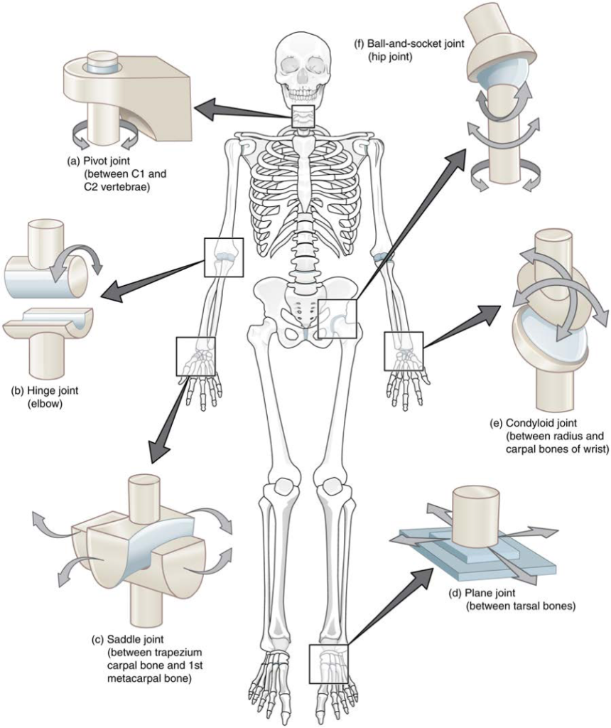 Articulación condiloidea – Imagen 1