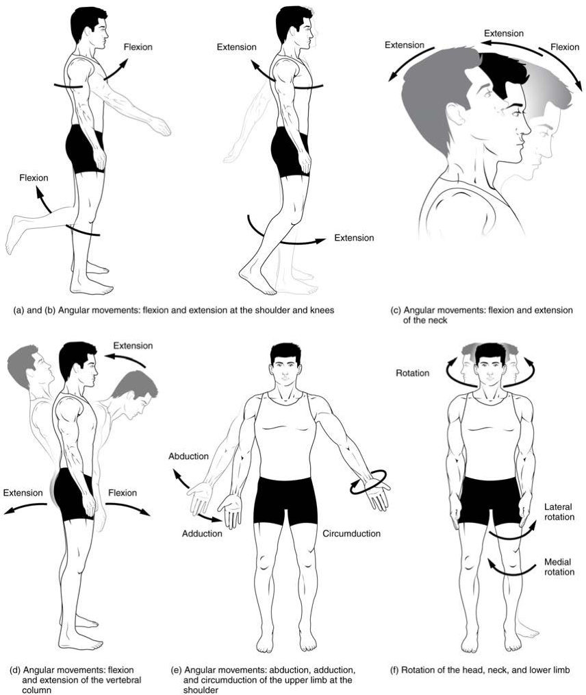 Flexion and Extension – Picture 1