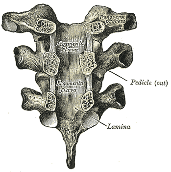 Articulations of Vertebral Arches – Picture 2