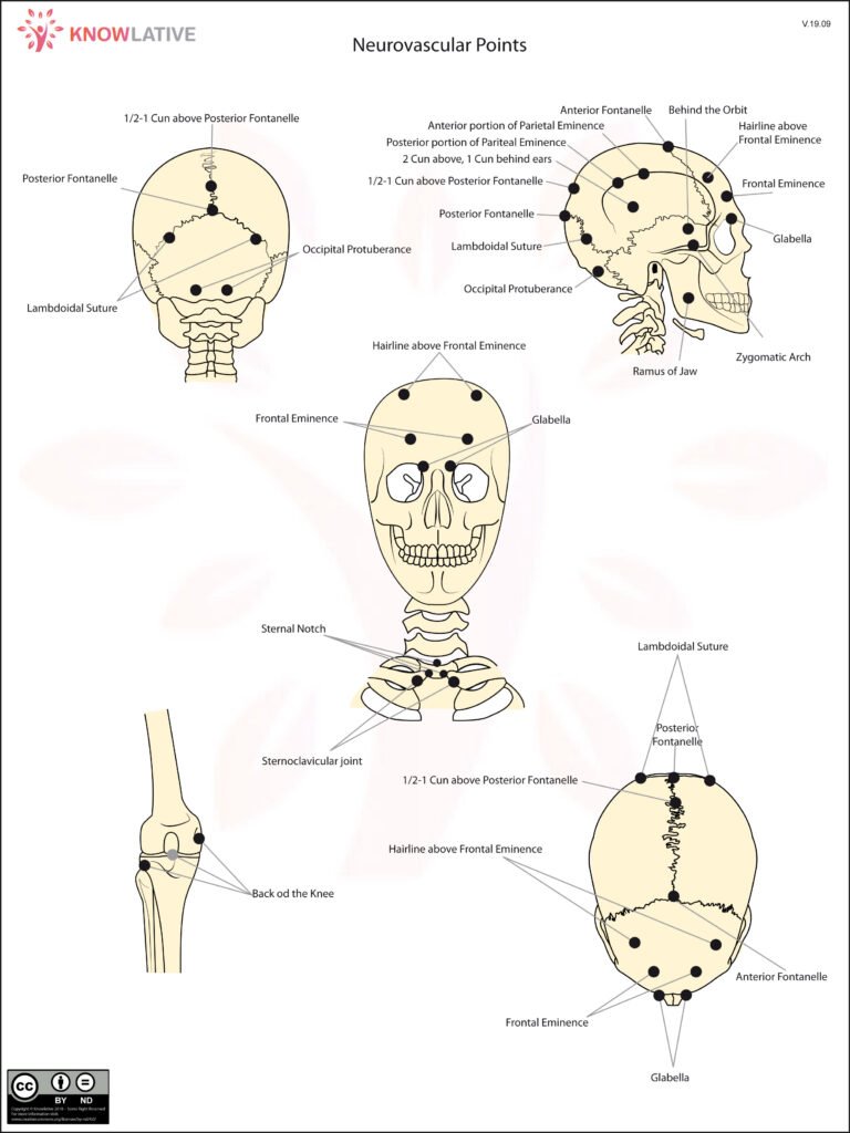 Neurovascular Reflexes – Picture 1